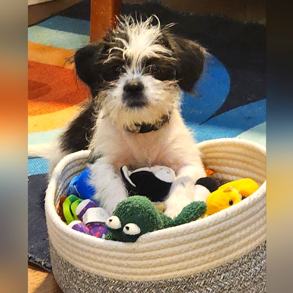 Meet your Posher, Tracy - Picture 3 of 3